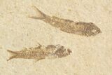 Multiple () Small Knightia Fossil Fish - Wyoming #77146-2